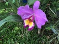 Tropical purple orchid Royalty Free Stock Photo