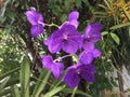 Tropical purple orchid Royalty Free Stock Photo