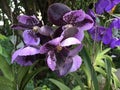 Tropical purple orchid Royalty Free Stock Photo