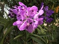 Tropical purple orchid Royalty Free Stock Photo