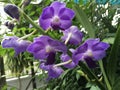 Tropical purple orchid Royalty Free Stock Photo