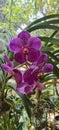 Tropical purple orchid tumbuh subur Royalty Free Stock Photo