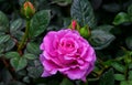 Tropical purple rose flower