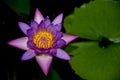 Tropical Purple Water Lily Flower with Lily Pad