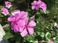 Tropical purple West Indian Periwinkle flower Catharanthus roseus L. Royalty Free Stock Photo