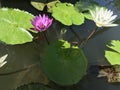 Tropical purple and white water lilies in a pond with tiny orange fishes