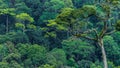 Tropical rain forest ecosystem and healthy environment concept and background, Texture of nature green tree forest in mountain