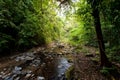 Tropical rain forest with green trees,Thailand Royalty Free Stock Photo