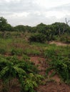 Tropical rain forest in isuochi, Abia state Nigeria.