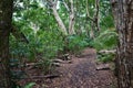 Tropical rain forest in Jozani National Park, Zanzibar Royalty Free Stock Photo