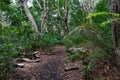 Tropical rain forest in Jozani National Park, Zanzibar Royalty Free Stock Photo