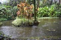 Tropical Rain forest Jungle like setting with very green vegetation Royalty Free Stock Photo