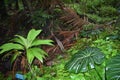 Tropical Rain forest Jungle like setting with very green vegetation Royalty Free Stock Photo