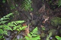 Tropical Rain forest Jungle like setting with very green vegetation Royalty Free Stock Photo