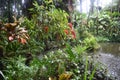 Tropical Rain forest Jungle like setting with very green vegetation Royalty Free Stock Photo