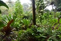 Tropical Rain forest Jungle like setting with very green vegetation Royalty Free Stock Photo