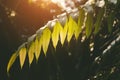 Tropical rain forest leafs with sunset lighting Royalty Free Stock Photo