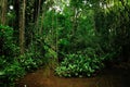 Tropical rain forest with liana and swamp pond in Mauritius Island