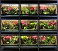 Tropical rain forest terrarium or pet vivarium rack Royalty Free Stock Photo