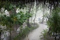 Tropical rain with path through misty park Royalty Free Stock Photo