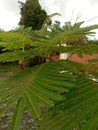 Tropical Rain Plant