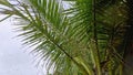 Tropical rain, typhoon wind, water drops on a palm tree Royalty Free Stock Photo