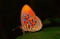 Tropical rainbow butterfly Royalty Free Stock Photo