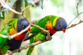 Tropical multicolor rainbow lorikeet, closeup bird portrait Royalty Free Stock Photo