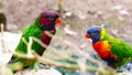 Tropical multicolor rainbow lorikeet, closeup bird portrait Royalty Free Stock Photo