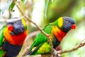 Tropical multicolor rainbow lorikeet, closeup bird portrait Royalty Free Stock Photo