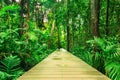 Tropical rainforest in asia with wood walk way, Krabi, Thailand Royalty Free Stock Photo