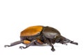 Tropical Rainforest Beetle Royalty Free Stock Photo