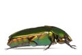 Tropical Rainforest Beetle Royalty Free Stock Photo