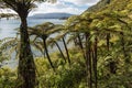 Tropical rainforest with black tree ferns at lake Tarawera, New Zealand Royalty Free Stock Photo