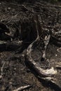 Tropical rainforest, burned and felled in West Papua, Indonesia