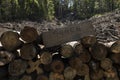 Tropical rainforest, burned and felled in West Papua, Indonesia