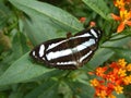 Tropical Rainforest Butterfly Royalty Free Stock Photo