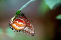 Tropical Rainforest Butterfly Royalty Free Stock Photo