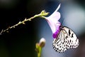 Tropical Rainforest Butterfly Royalty Free Stock Photo