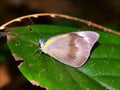 Tropical Rainforest Butterfly Queensland Royalty Free Stock Photo