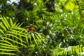 Tropical Rainforest Cruiser Butterfly Daintree National park Royalty Free Stock Photo