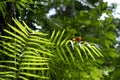 Tropical Rainforest Cruiser Butterfly Daintree National park Royalty Free Stock Photo