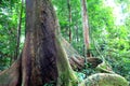 Tropical rainforest in Danum valley in Borneo