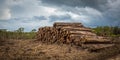 Tropical Rainforest Deforestation Royalty Free Stock Photo