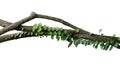 Tropical rainforest Dragon scale fern Pyrrosia piloselloides epiphytic creeping plant with round fleshy green leaves growing on