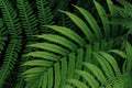 Tropical rainforest fern leaves pattern on black background, lush foliage plant green nature background Royalty Free Stock Photo
