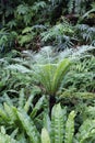 A tropical rainforest filled with ferns, moss and plants