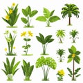 Tropical Rainforest Flora set vector flat isolated illustration Royalty Free Stock Photo
