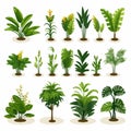 Tropical Rainforest Flora set vector flat isolated illustration Royalty Free Stock Photo