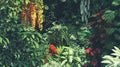 Tropical Rainforest Flora - Vivid Greenery and Exotic Flowers Royalty Free Stock Photo